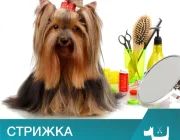 Ветеринарный центр Зоомедик на Коломенской набережной Фото 1 на сайте Moynagatinskiy.ru