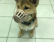 Аптека Горздрав №617 Фото 2 на сайте Moynagatinskiy.ru